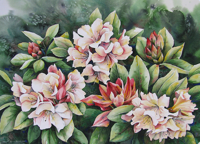 Rhododendrons in bloom